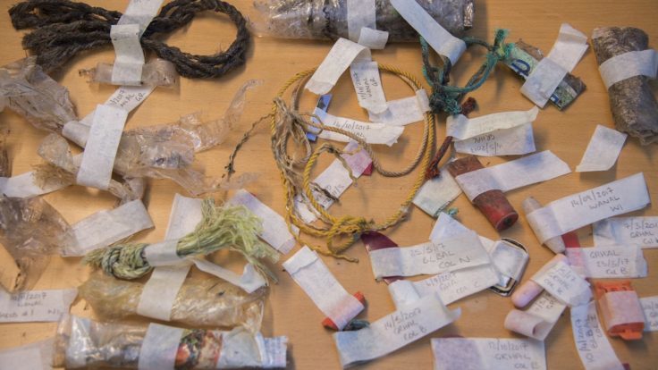 Plastic debris has been collected at Bird Island and Signy Island for the last three decades