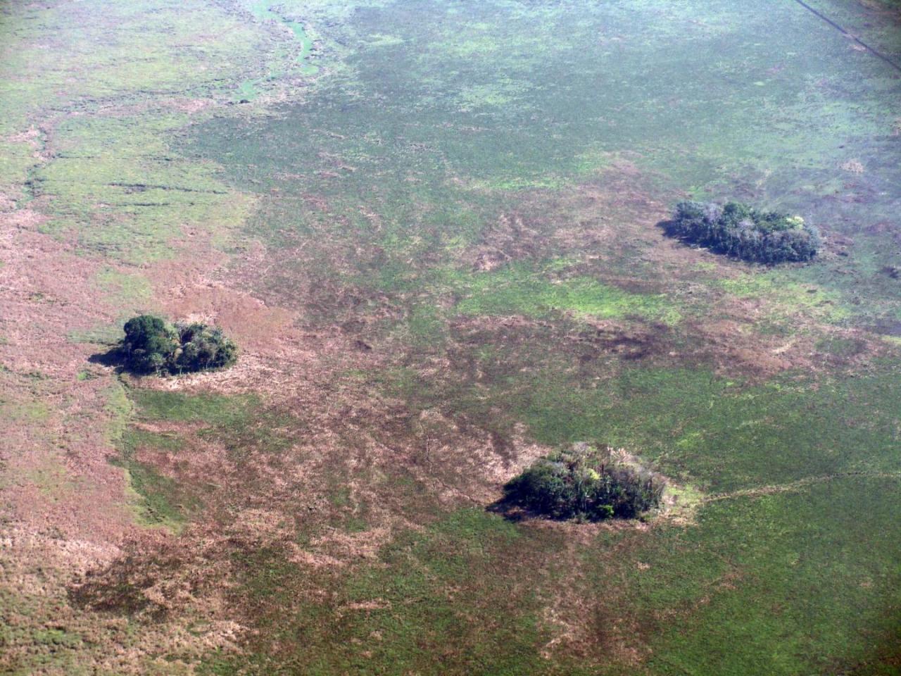 Forest islands seen from above