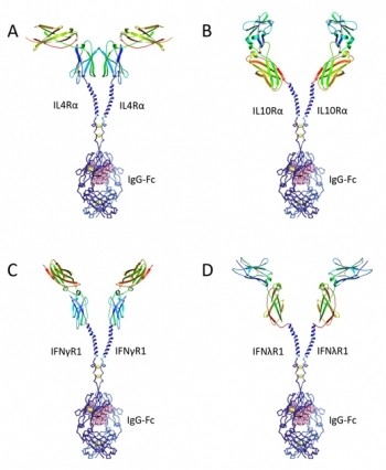 Schematic illustrations of the newly developed proteins