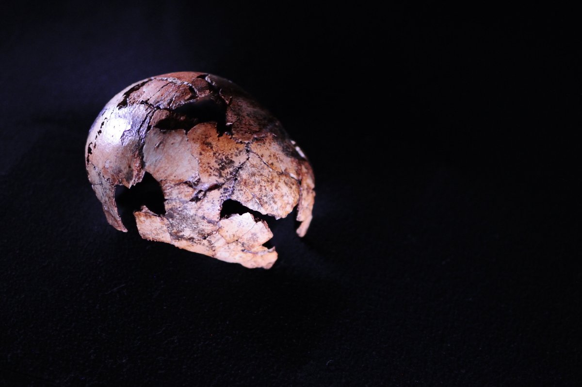 The Homo erectus skullcap DNH 134 is between 2.05 and 1.95 million years old, making it the oldest known fossil from the species