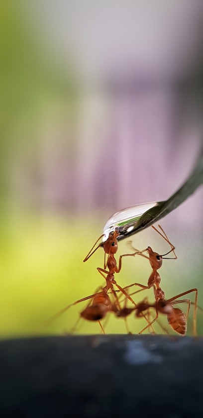 Winner 'Thirsty ants', Binangonan, Philippines
