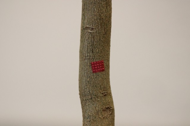 One of the microneedle patches, applied to a citrus tree