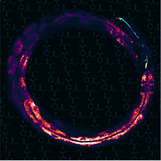 Stimulated Raman scattering microscopy image of the worm C. elegans. The image shows fat storage tissue – yellow pixels show high fat levels – with the olfactory AWC neuron pseudo-colored in blue. In the background are the chemical structures of different odorants.