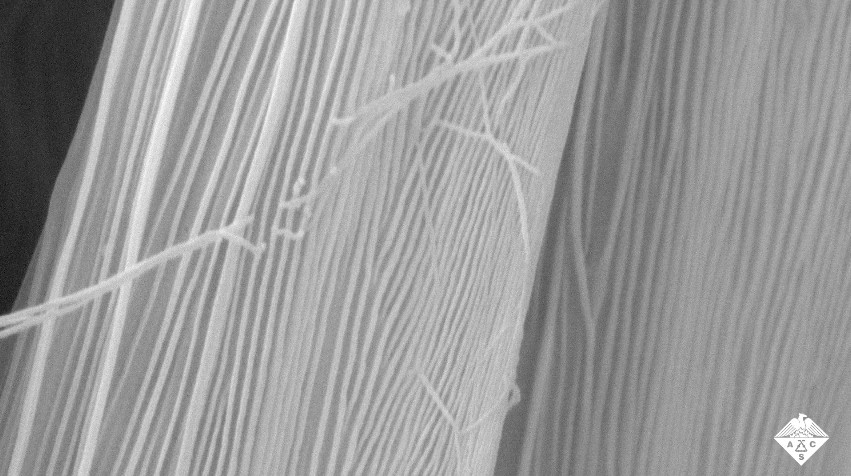A microscope image of the nanoripples on a pair of calamistrum bristles