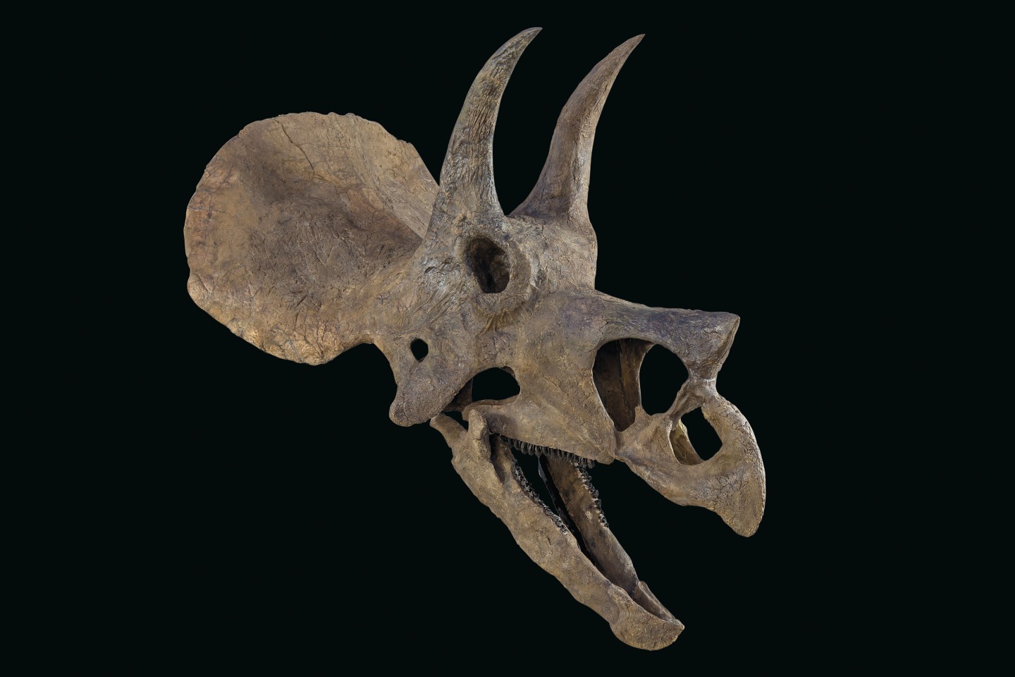 From the Maastrichtian late Cretaceous (68-65 million years ago) period, this Triceratops prorsus skull has 38-inch horns (measured to the brow) and is mounted on bespoke stand. It measures 87 x 52 x 87 inches (221 x 132 x 221 cm)