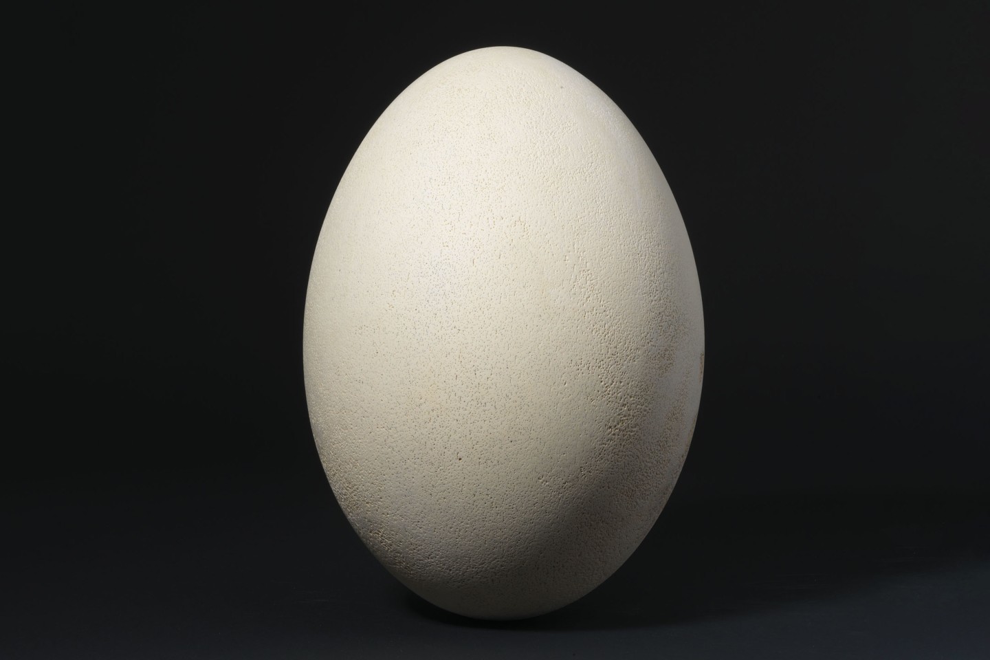 This complete pre-17th Century Elephant Bird egg has a diameter of nine inches (22.5 cm), measuring 12 1/4 inches (31cm) at its maximum.