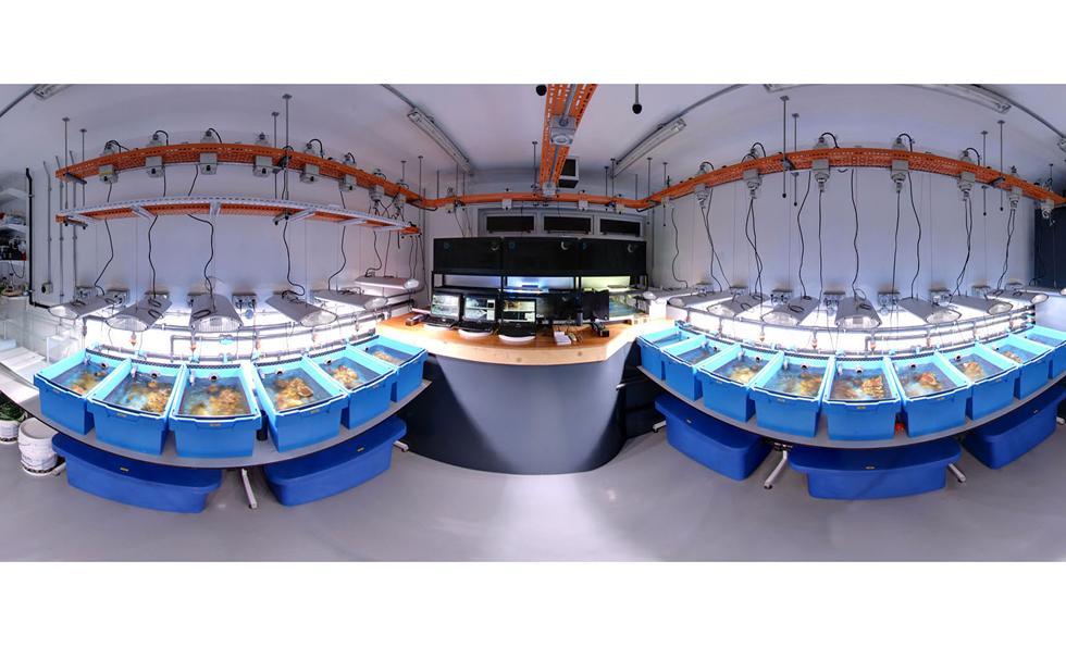 The Coral Reef Laboratory at the University of Southampton