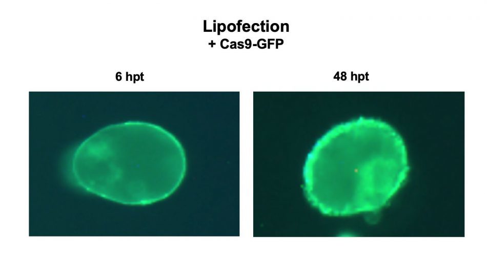 Plant cells six hours (left) and 48 hours (right) after the CRISPR-Cas9 system introduced fluorescent
