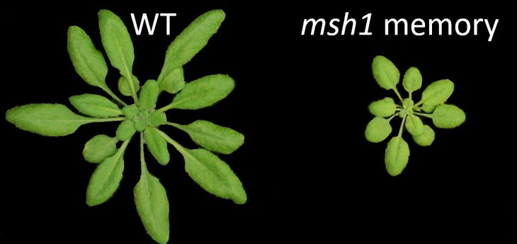 Left: a wild-type plant that hadn't been epigenetically tweaked. Right: a plant that retained the "memory" of its parents' struggles