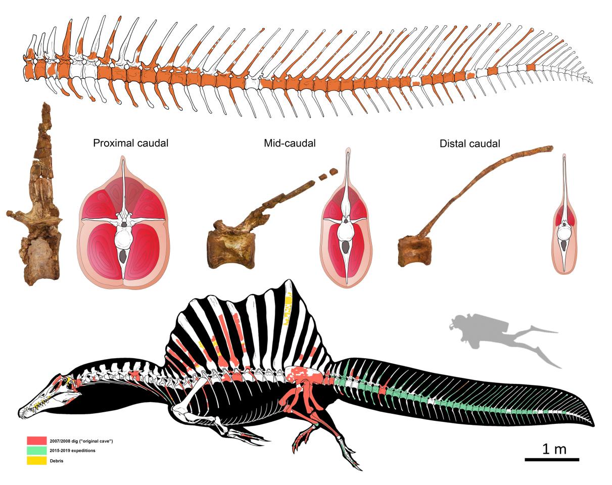 Drawings demonstrating the recovered bones and how they fit into the tail of the Spinosaurus