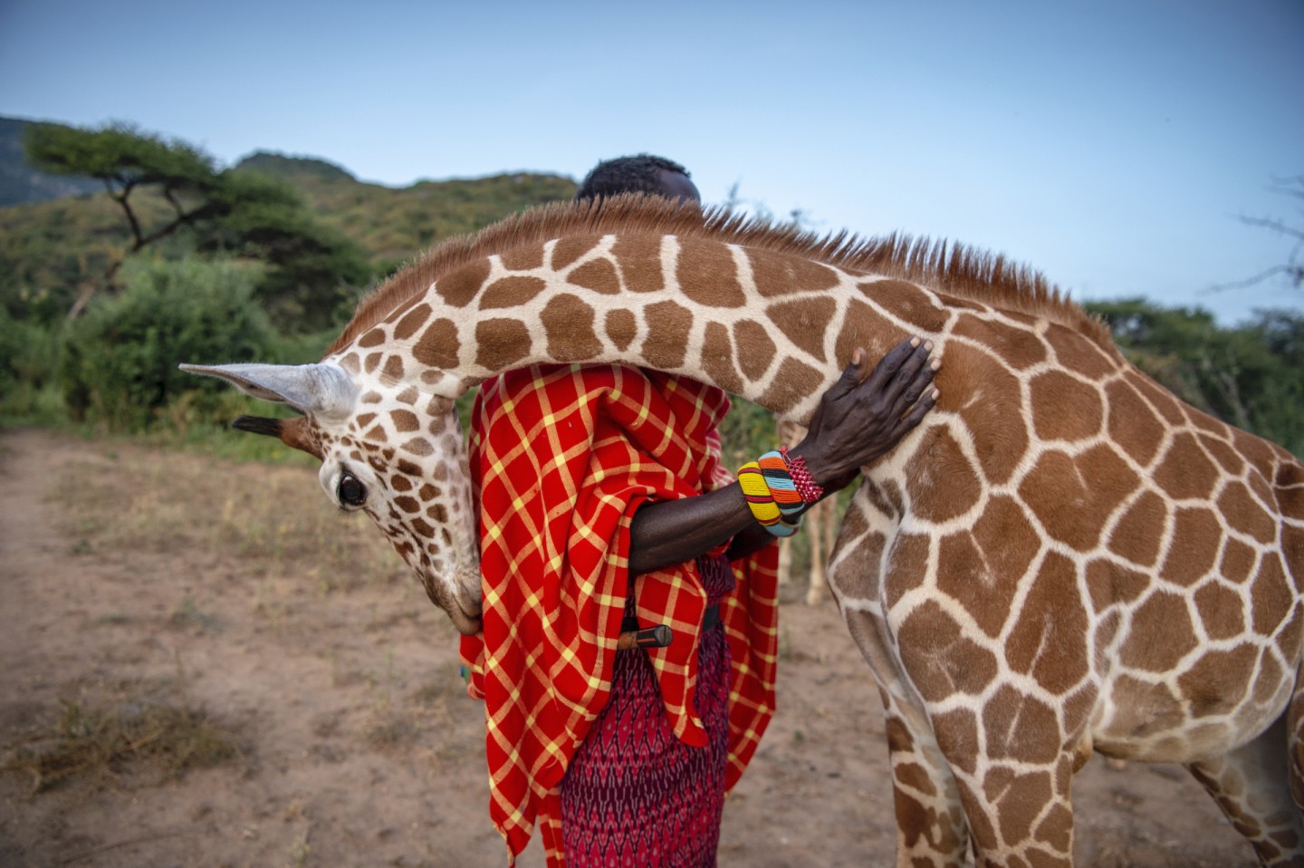 Photo Story Winner. 'Guardians of the Giraffe'. Reteti Elephant Sanctuary, Kenya