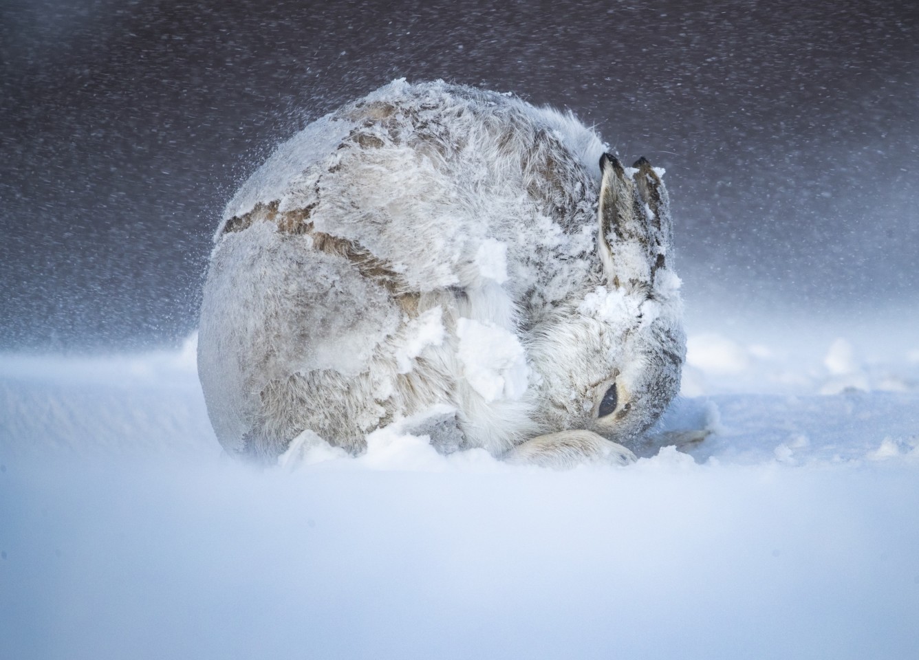 Grand Prize Winner. 'Shelter in Place'. Mountain Hare, Lepus timidus, Cairngorms National Park, Scotland, UK