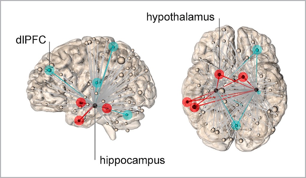 The sensation of stress is generated by neural networks emanating from the hippocampus. Networks represented by red lines show connections to hypothalamus, which predict higher levels of stress. The blue lines represent connections to dorsal lateral frontal cortex, and lower subjective levels of stress