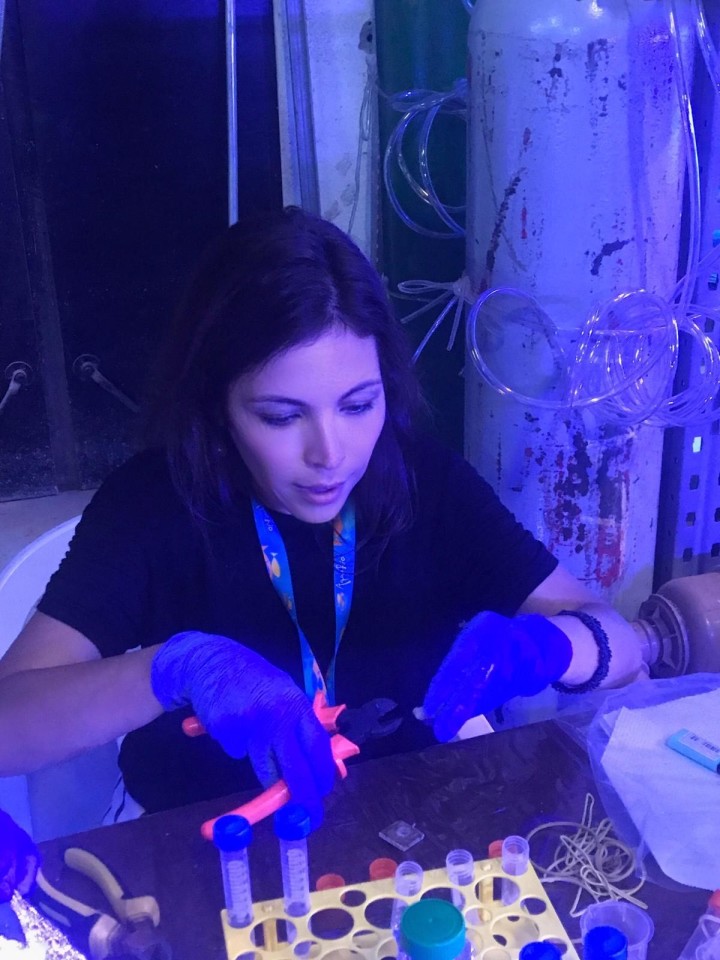 Federal University of Rio de Janeiro Professor Raquel Peixoto has been investigating how probiotics could give stressed corals a health boost