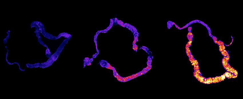 Molecules called reactive oxygen species (ROS) accumulate in the gut of sleep-deprived fruit flies, shown at (L to R) one, seven and 10 days without sleep