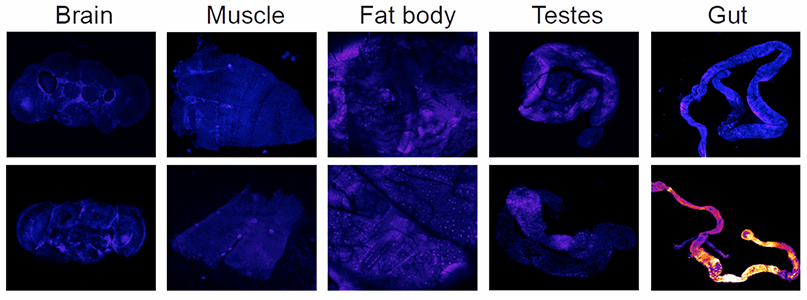 In the gut of sleep-deprived fruit flies, researchers noticed a strong buildup of certain molecules called reactive oxygen species