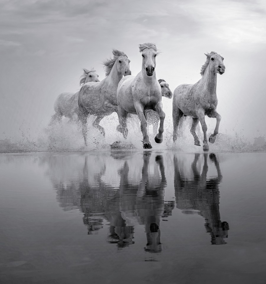 Saltmarsh Gallop
