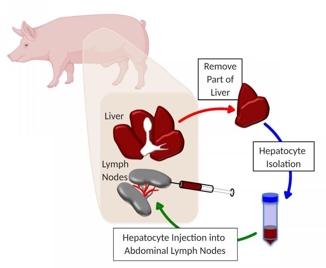 A diagram showing how the researchers grew new functional livers in the pigs' lymph nodes