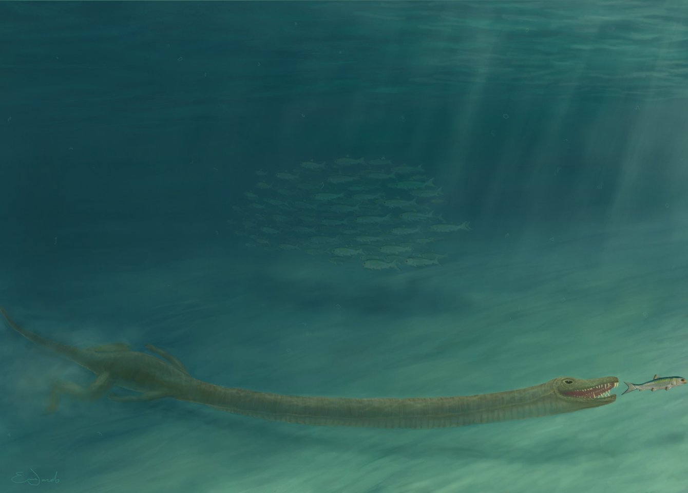 Tanystropheus had a neck that took up a surprising amount of its length