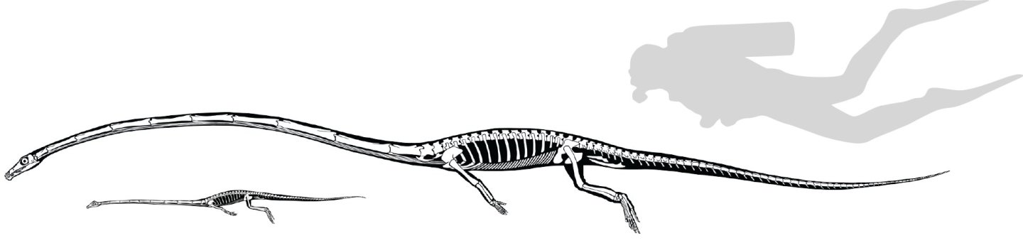 The two species of Tanystropheus to scale