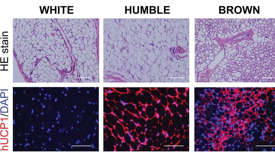 Images show the different fat cell types after transplantation, with the areas stained in red representative of brown-cell like characteristics