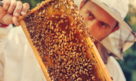 How SAS uses IoT and analytics to help save honey bees, the world’s No. 1 food crop pollinator