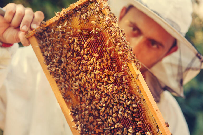 How SAS uses IoT and analytics to help save honey bees, the world’s No. 1 food crop pollinator