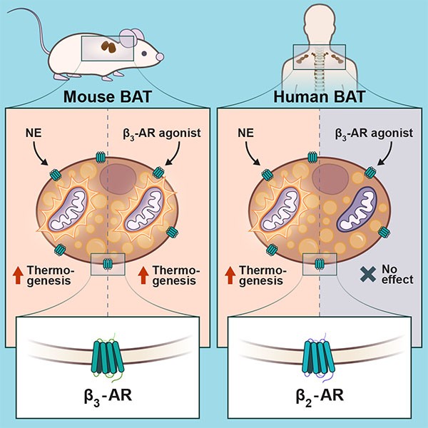 A diagram showing the different receptors in mice and humans that could activate brown adipose tissue (BAT)