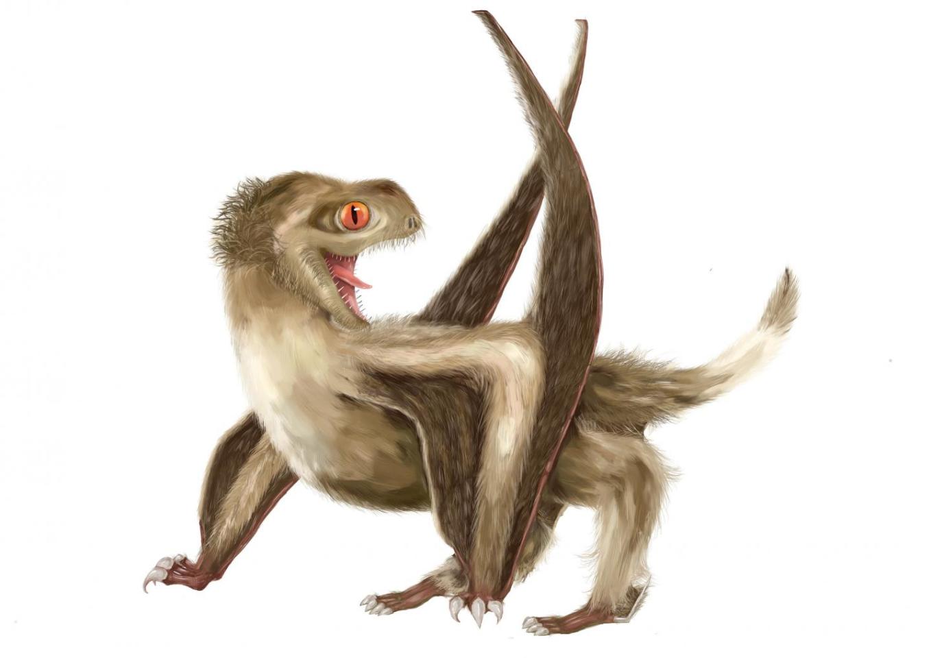 An artist's reconstruction of a feathered pterosaur