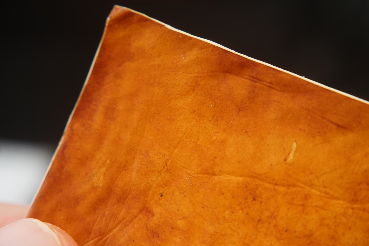 A closer look at the leather product developed from mycelium fungi sheets