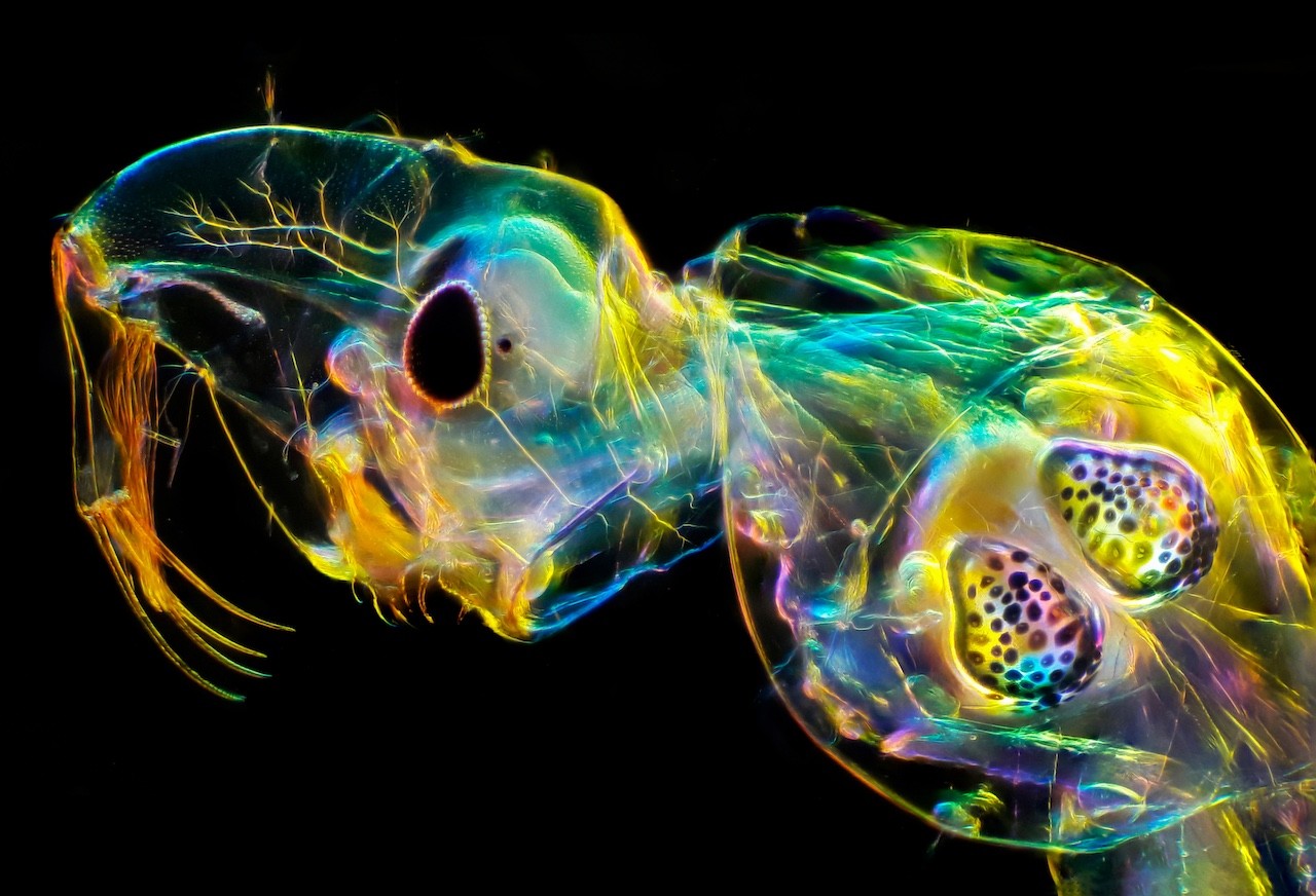 Glass worm by Andrei Savitsky was the first place winner in the Micro category of the 2020 Close-up Photographer of the Year. It shows the internal organs of a transparent fly larva, including its clearly-visible “swim bladders.”