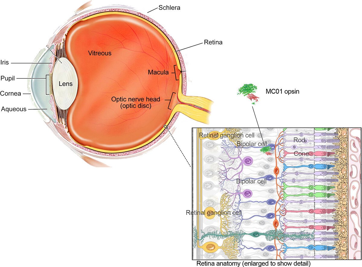 The location of the bipolar cell targeted by the new gene therapy to express the MCO1 opsin protein, which helps restore vision in blind mice