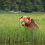 Read more about the article Deep-learning, facial recognition, and bears: Researchers take a high-tech approach to wildlife monitoring