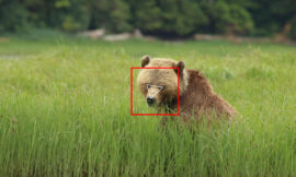 Deep-learning, facial recognition, and bears: Researchers take a high-tech approach to wildlife monitoring