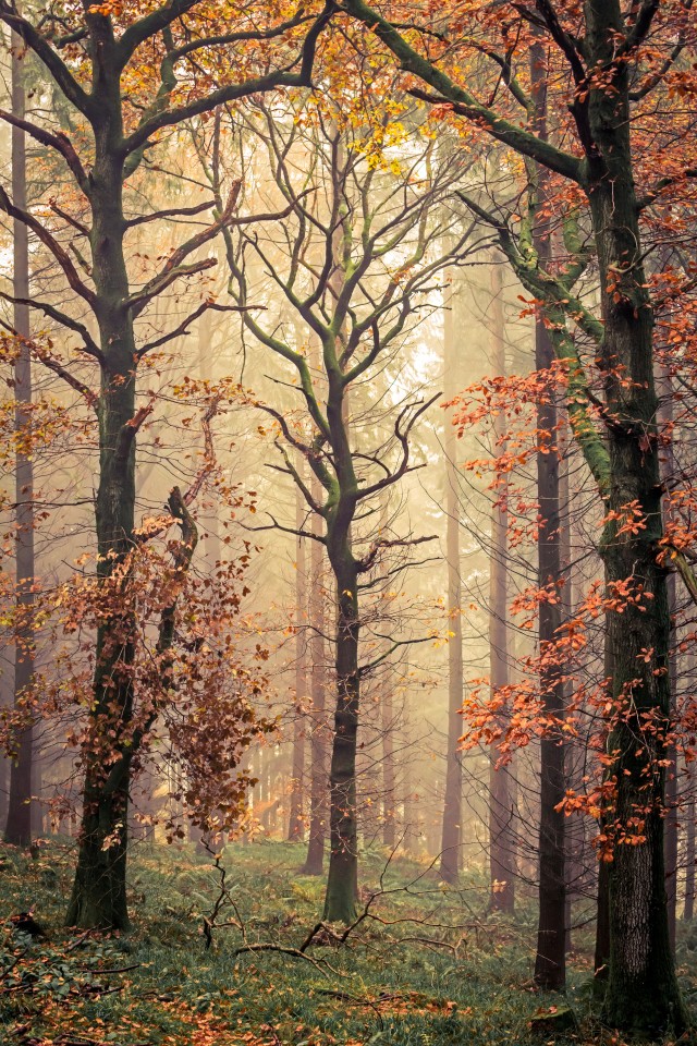 Top 101. Mortimer Forest, Shropshire, England