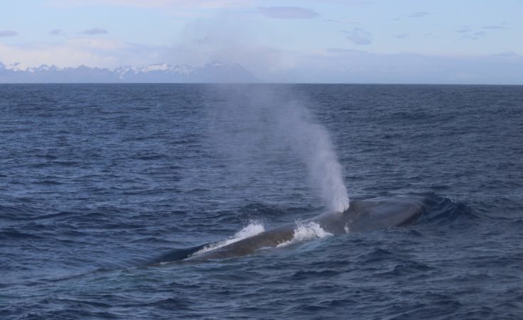 A blue whale near South Georgia