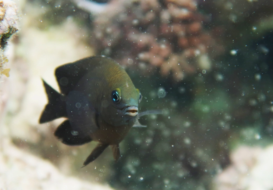 Longfin damselfish have been found to domesticate mysid shrimp