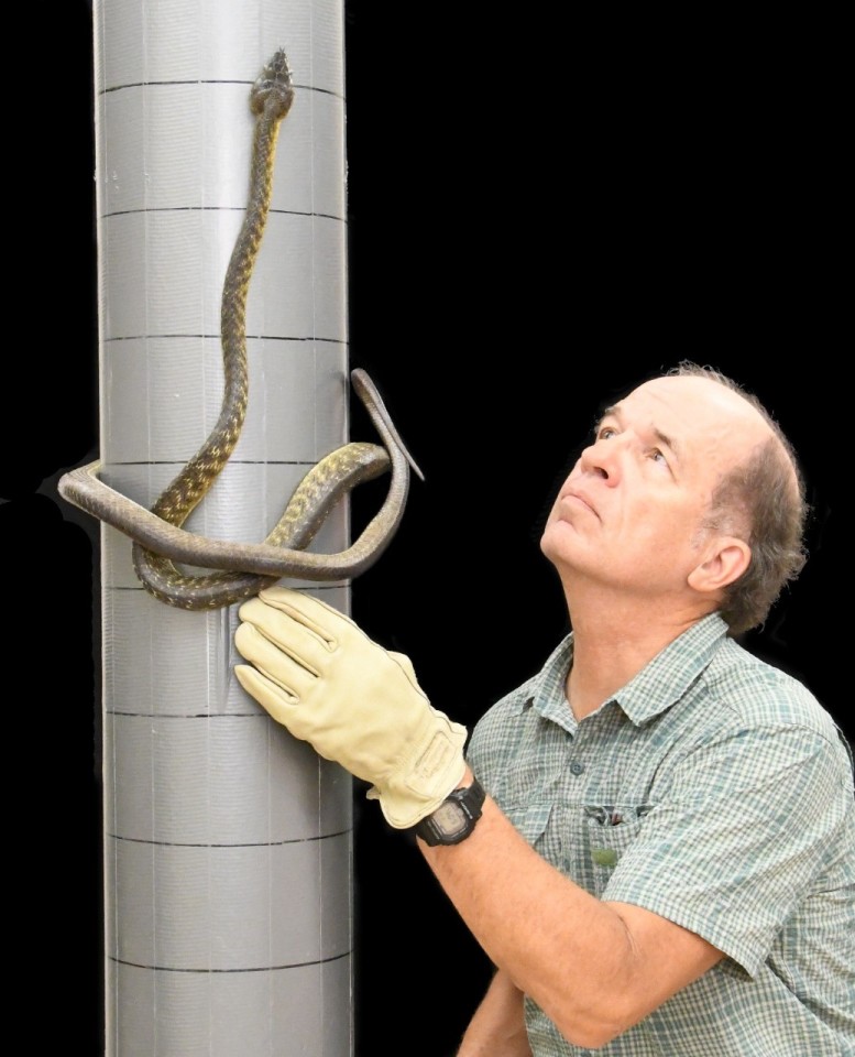 Biologist Bruce Jayne coaxes a brown tree snake to climb in its lasso shape in lab tests