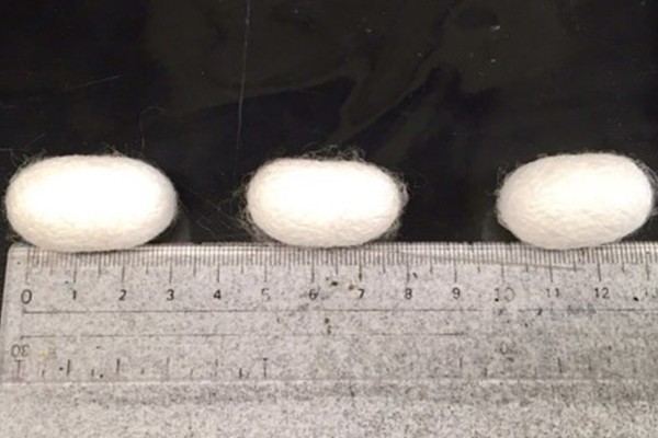 Cocoons produced in the study, with CNF weights of 0, 0.5 and 10 percent (left to right)