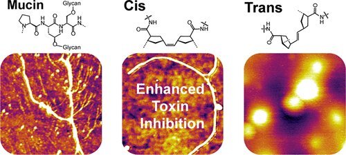 The structures of the different types of mucins. The synthetic cis polymers (center) showed the highest levels of antimicrobial activity