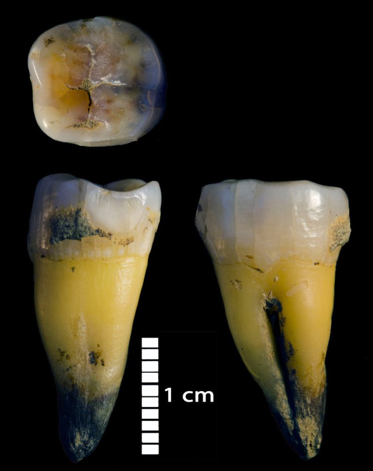 Modern human molars found in Bacho Kiro Cave in Bulgaria