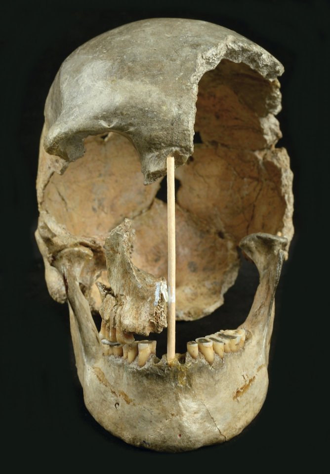 The skull of Zlatý kůň, which the researchers suggest represents the oldest known modern human genome