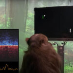 Read more about the article Elon Musk’s Neuralink has this monkey playing pong like an Atari pro