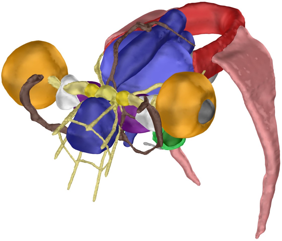 The scans were used to create this 3D computer model of the internal organs
