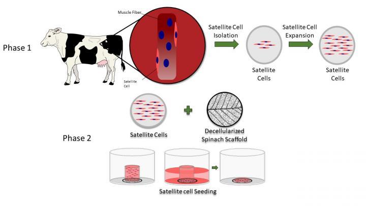 A diagram depicting the process of seeding bovine cells in a spinach leaf structure to produce lab-grown meat