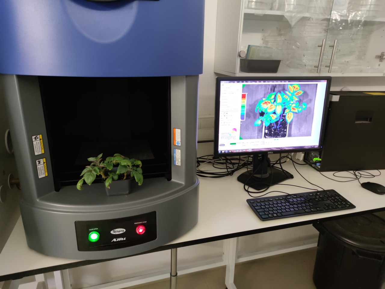 One of the plants being monitored in Dr. Rosenwaser's lab
