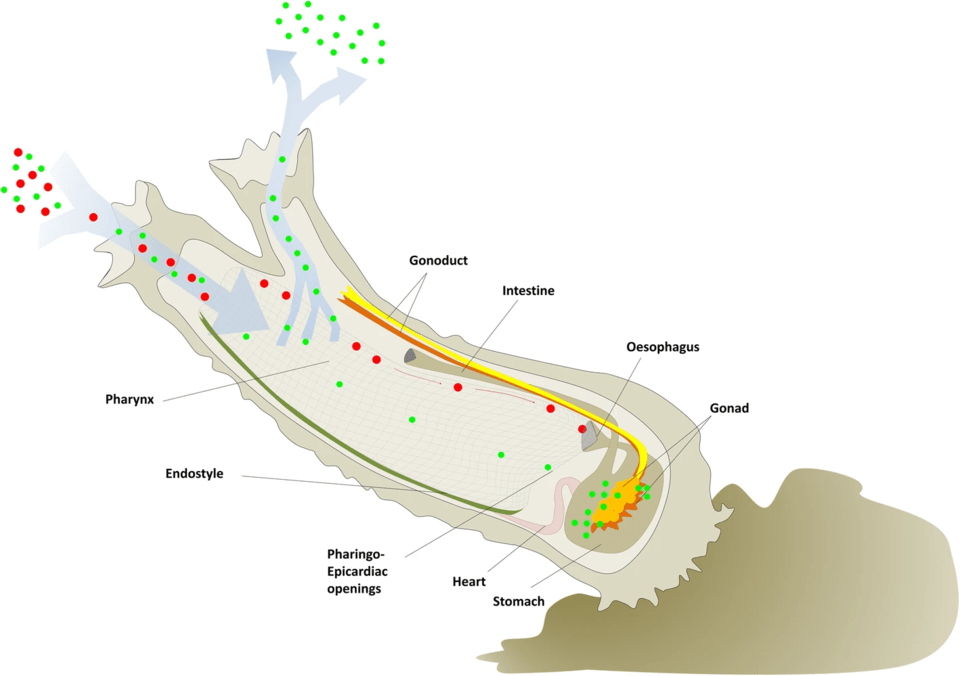 A diagram depicting the water circulation within a C. Robusta – red dots signify larger particles while green dots are smaller ones