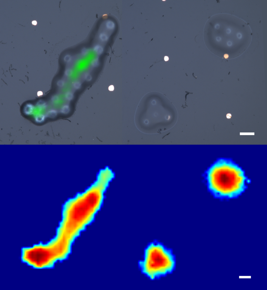 3D maps of model biological cells built with the new ultrasonic sensor (bottom) compared to traditional microscope images (top)