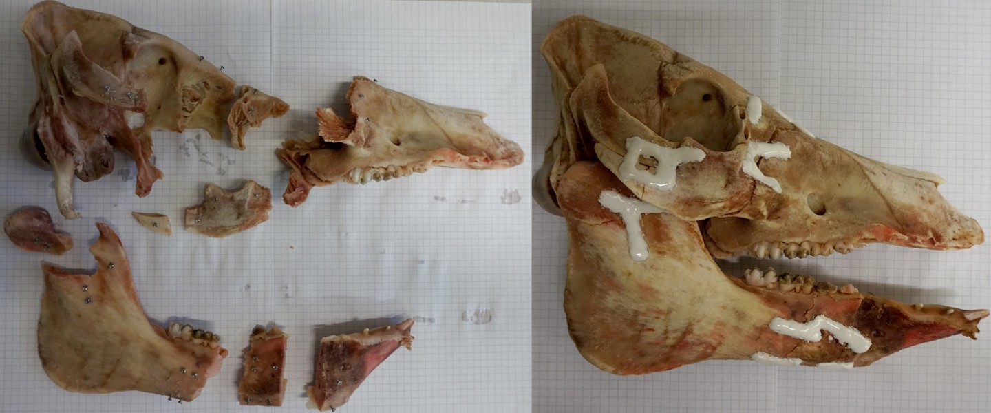 A smashed pig's skull, reconstructed using AdhFix patches