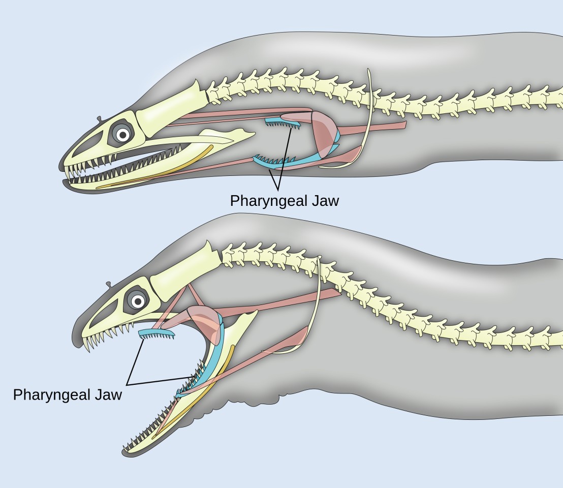 A diagram of the eel's pharyngeal jaws